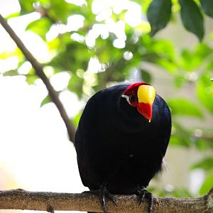Manatee Circle - Violet Turaco
