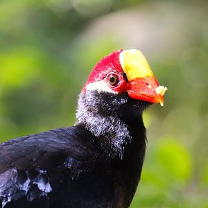 Manatee Circle - Violet Turaco