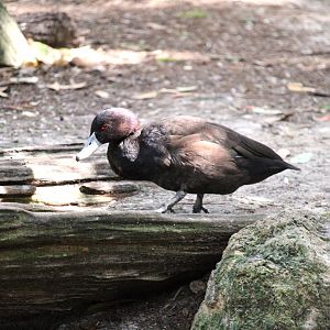 Manatee Circle - African Southern Pochard