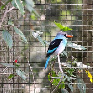 Manatee Circle - Blue-breasted Kingfisher