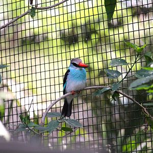 Manatee Circle - Blue-breasted Kingfisher