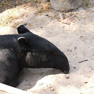 Asian Gardens - Malayan Tapir