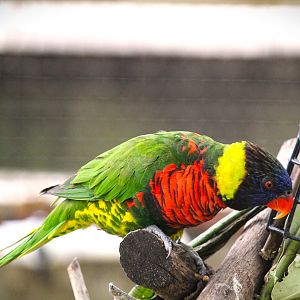 Asian Gardens - Western Coconut Lorikeet