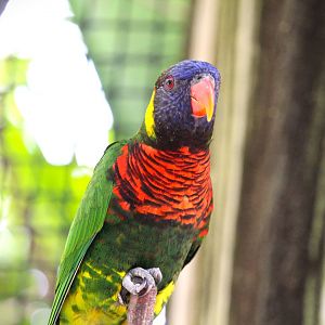 Asian Gardens - Western Coconut Lorikeet