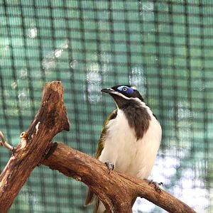 Asian Gardens - Blue-faced Honeyeater