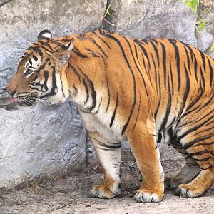 Asian Gardens - Mainland Asian (Malayan) Tiger