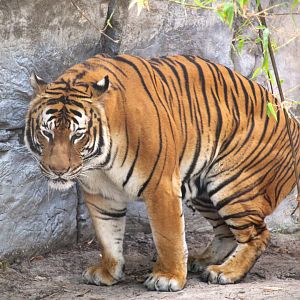 Asian Gardens - Mainland Asian (Malayan) Tiger