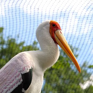 Asian Gardens - Yellow-billed Stork