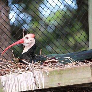 Asian Gardens - Southern Bald Ibis