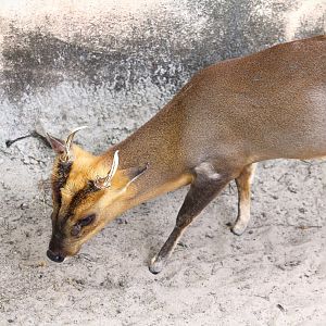 Asian Gardens - Reeves's Muntjac