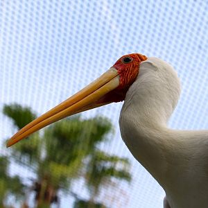 Asian Gardens - Yellow-billed Stork