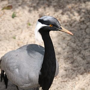 Asian Gardens - Demoiselle Crane