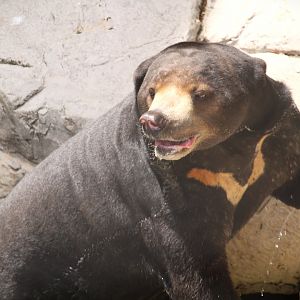 Asian Gardens - Malayan Sun Bear