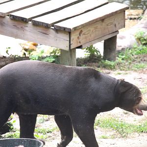 Asian Gardens - Malayan Sun Bear