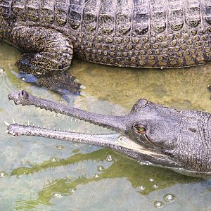 Asian Gardens - Gharial