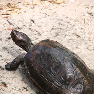 Asian Gardens - Giant Asian Pond Turtle