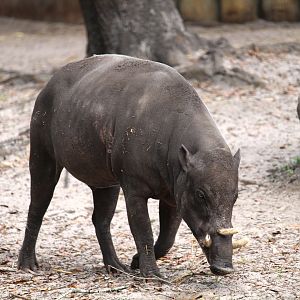 Asian Gardens - North Sulawesi Babirusa