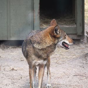 Florida Wildlife Center - Red Wolf
