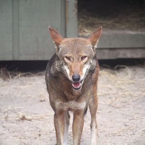 Florida Wildlife Center - Red Wolf