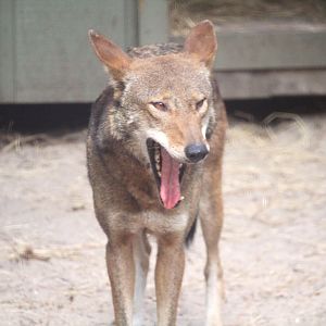 Florida Wildlife Center - Red Wolf