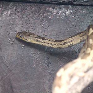 Florida Wildlife Center - Gray Ratsnake