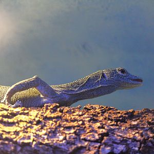Florida Wildlife Center - Biak Tree Monitor