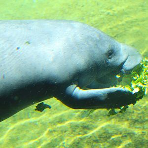 Florida Wildlife Center - Florida Manatee