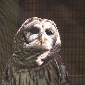Florida Wildlife Center - Florida Barred Owl