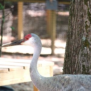 Florida Wildlife Center - Florida Sandhill Crane