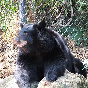 Florida Wildlife Center - Eastern Black Bear