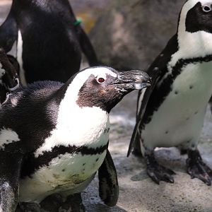 Africa - African Penguin