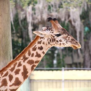Africa - Masai Giraffe