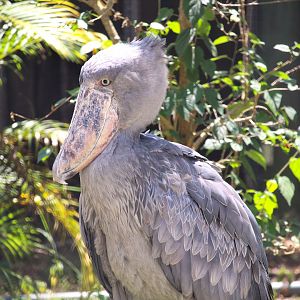 Africa - Shoebill