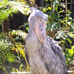 Africa - Shoebill