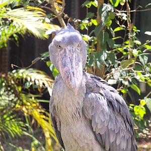Africa - Shoebill