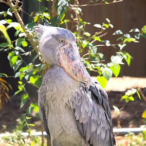 Africa - Shoebill