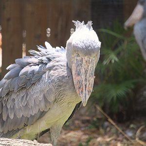 Africa - Shoebill