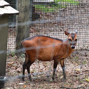 Africa - Bay Duiker