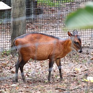 Africa - Bay Duiker