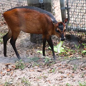 Africa - Bay Duiker