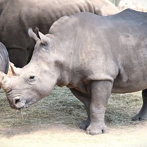 Africa - Southern White Rhinoceros