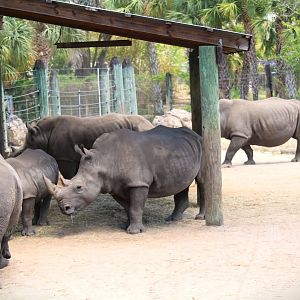 Africa - Southern White Rhinoceroses
