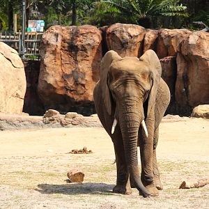 Africa - African Bush Elephant