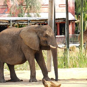 Africa - African Bush Elephant
