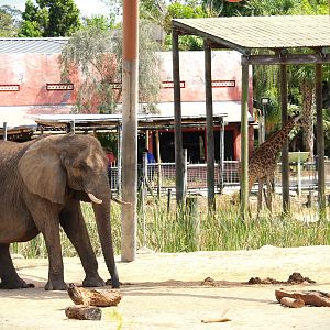 Africa - African Bush Elephant and Masai Giraffe