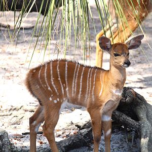 Africa - Lowland Nyala calf