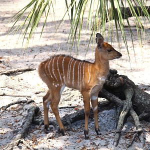 Africa - Lowland Nyala calf
