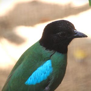 Wallaroo Station Children's Zoo - Hooded Pitta