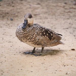 Wallaroo Station Children's Zoo - Marbled Duck