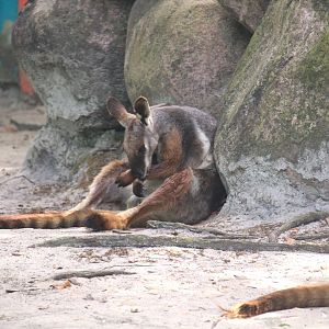 Wallaroo Station Children's Zoo - Yellow-footed Rock-Wallaby